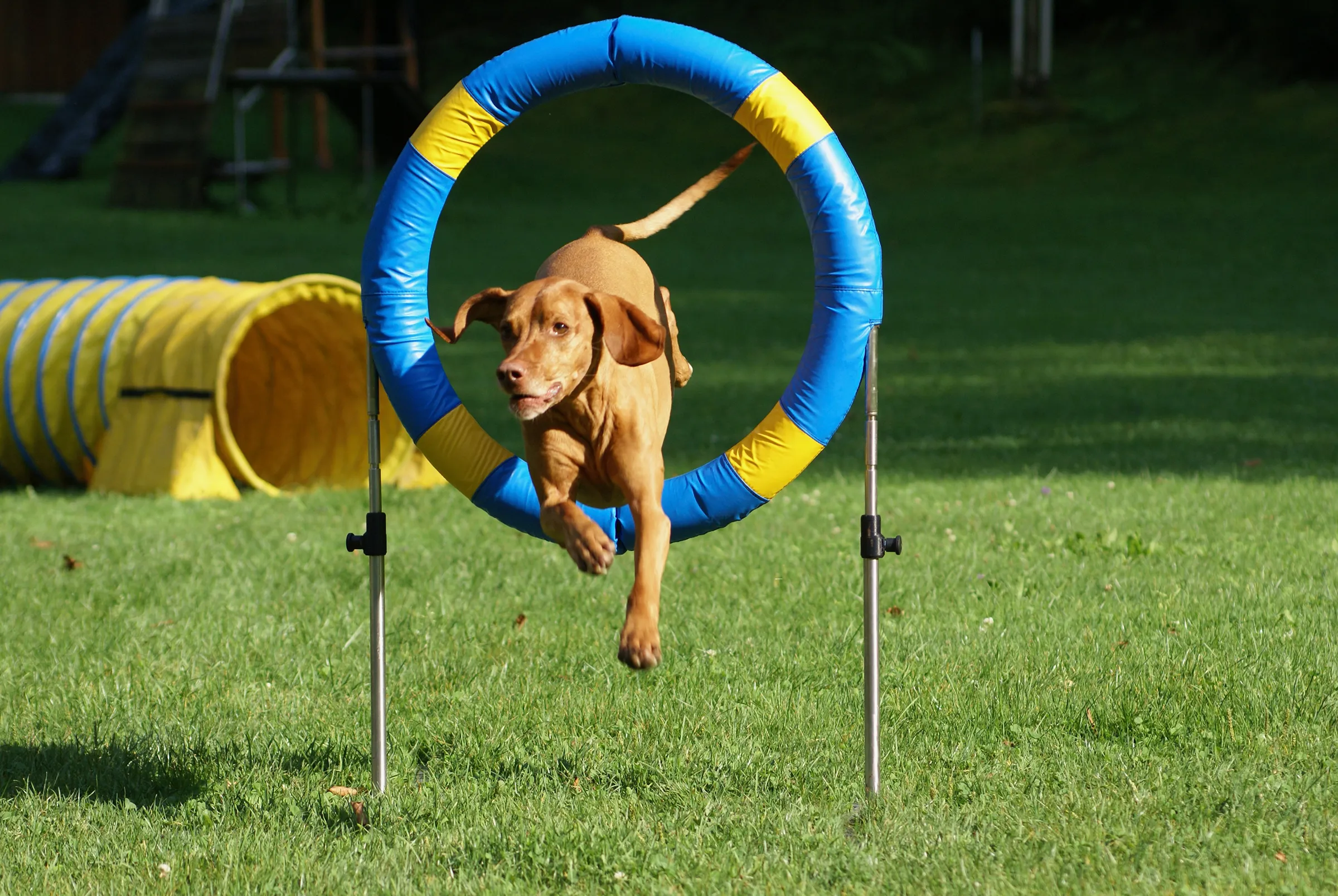 Hund springt durch Reifen