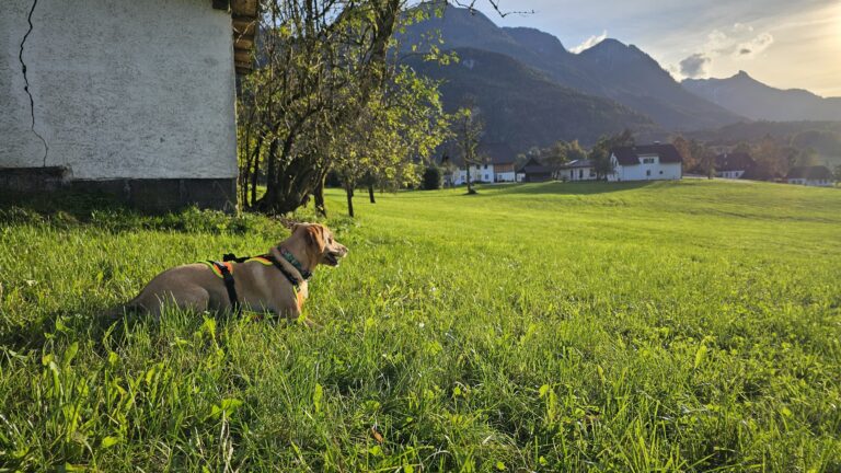 Hund bei der Fährtenarbeit.