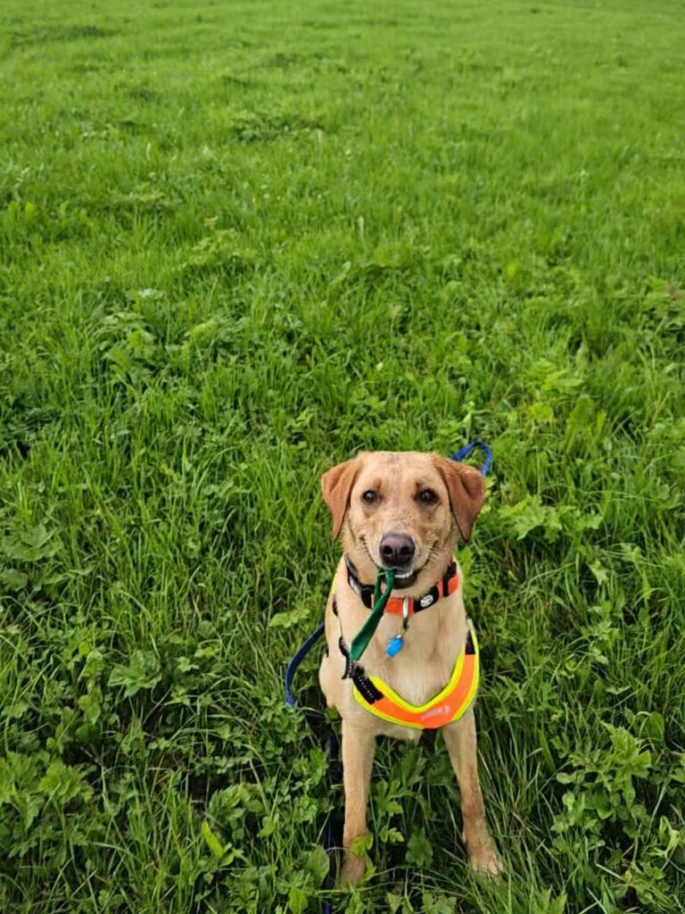 Hund bei der Fährtenarbeit.